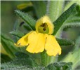 Flower Parentucellia viscosa (yellow glandweed); individual flower.