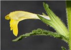 Flower Parentucellia viscosa (yellow glandweed); lateral view of individual flower.