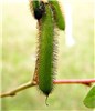 Seed pod Hairy Indigo pod (Indigofera hirsuta pod); May, 2005