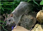 Adult Adult black rat (Rattus rattus). Mission Canyon, Santa Barbara, California, USA. July, 2004.