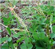 Flower spike and leaves Indigofera spicata (creeping indigo); flower spike and leaves. Honokanaia, Kahoolawe, Hawaii, USA. December, 2008.