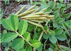 Leaves and seedpods Indigofera spicata (creeping indigo); leaves and seedpods. Honokanaia, Kahoolawe, Hawaii, USA. December, 2008.