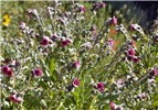 Flowering plant Cynoglossum officinale (hound's tongue); flowering plant. USA.