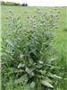 Habit Cynoglossum officinale (hound's tongue); flowering plant. Dunavecse, Hungary.