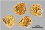 Seeds Cynoglossum officinale (hound's tongue); seeds. (note scale). USA.