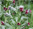 Flowering plant Cynoglossum officinale (hound's tongue); flowering plant. Virngrund, Germany. May, 2006