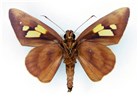 Adult male, underside Erionota thrax (palm redeye, banana skipper, banana leafroller); adult male, underside.