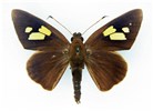 Adult male, upperside Erionota thrax (palm redeye, banana skipper, banana leafroller); adult male, upperside.