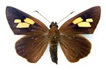 Adult female, upperside Erionota thrax (palm redeye, banana skipper, banana leafroller); adult female, upperside.