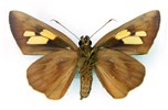 Adult female, underside Erionota thrax (palm redeye, banana skipper, banana leafroller); adult female, underside.