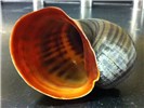 Shell Pomacea maculata (island apple snail); aperture view of large shell that has been cleaned and briefly bleached. The lip of the shell prominently displays the characteristic orange color that helps distinguish this species.