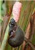 Snail ovipositing Pomacea maculata (island apple snail); laying a clutch of eggs in the early morning. Armand Bayou Nature Center, Houston, Texas. USA. August, 2008.