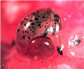 Hatchling Pomacea maculata (island apple snail); the visual perspective of a tiny (ca.1mm) hatchling starting out on its own in a sea of pink egg-mass.