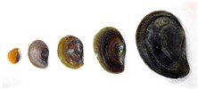 Opercula size Pomacea maculata (island apple snail); the increasing thickness of opercula as the snail increases in age and size.