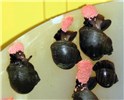 Oviposition Pomacea maculata (island apple snail); newly collected, medium-sized specimens, laying pink egg clutches.