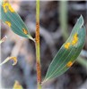 Symptoms Myrtle rust infecting leaves and stems of Melaleuca quinquenervia. Australia, August 2013.