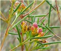 Symptoms Myrtle rust infecting flowers and stems of Chamelaucium uncinatum (Geraldton wax), Australia, June 2012.