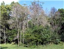 Symptoms Dieback due to myrtle rust on Rhodomyrtus psidioides. Australia, June 2014.