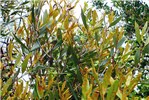 Symptoms Myrtle rust causing severe infection on endangered Rhodamnia angustifolia. Australia, January 2012.