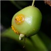 Symptoms Myrtle rust infecting fruit of Eugenia reinwardtiana. Australia, May 2011.