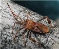 Adult Leptoglossus occidentalis (western conifer-seed bug); adult. Lakewood, Colorado, USA. (first detected in the UK during 2007 - http://www.britishbugs.org.uk/heteroptera/Coreidae/Leptoglossus_occidentalis.pdf)