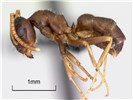 Worker, museum set specimen. Lasius neglectus (invasive garden ant); worker, museum set specimen. Origin, Belgium. First discovered in the United Kingdom at Hidcote Manor, Gloucestershire (August, 2009), the invasive garden ant is native to eastern Asia.