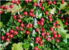 Branch with fruits Cotoneaster horizontalis (rock cotoneaster); close-up of fruiting shoot.