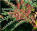 Branch with fruits Cotoneaster horizontalis (rock cotoneaster); typical fruiting shoot.