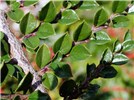 Leaves Cotoneaster horizontalis (rock cotoneaster); close-up of branch, showing leaves.