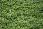 Smothering habit Cotoneaster horizontalis (rock cotoneaster); mass of vegetative growth.