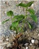 New shoots Urtica dioica (stinging nettle); new shoots growing from a rhizome section.