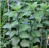 Young vegetative shoots Urtica dioica (stinging nettle); young vegetative shoots.