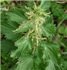 Flowering shoot Urtica dioica (stinging nettle); flowering shoot.