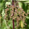 Inflorescence Urtica dioica (stinging nettle); close-up of inflorescence.