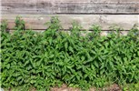 Habit Urtica dioica (stinging nettle); common nettle shoots along a wall base.