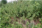 Habit Urtica dioica (stinging nettle); large patch of a dense monoculture of common nettles.