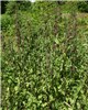 Late season monoculture Urtica dioica (stinging nettle); late season monoculture of common nettles.