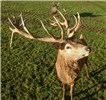 Cover for Cervus elaphus (red deer)