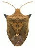 Dorsal view of adult Euschistus heros (stink bug); dorsal view of adult. Museum set specimen. Collected from Paraguay, Alto. October 21, 1989.