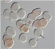 Uredospores and teliospores Puccinia psidii; uredospores and teliospores. Note tonsure (arrowed).
