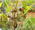 Severe infection and damage by Puccinia psidii Severe infection and damage by Puccinia psidii on Eucalyptus clone in Brazil. April, 2012.