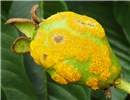 Puccinia psidii on guava Puccinia psidii on guava (Psidium guajava) fruit in Brazil. April, 2012.