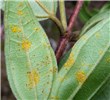 Urediniospores and teliospores Urediniospores (yellow) and teliospores (brown) of Puccinia psidii on Rhodamnia rubescens in Australia. March, 2011.