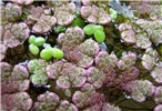 Habit Azolla filiculoides (water fern); habit, clogging water surface. (note several Lemna minor plants also present)