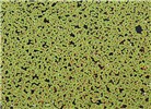 Habit Azolla filiculoides (water fern); habit, clogging water surface. UK, 2006.