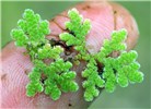Single plant Azolla filiculoides (water or fairy fern); sample on human index finger, showing scale. UK, 2008.