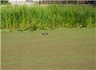 Habit Azolla filiculoides (water fern); habit, clogging water surface. Note Coot (Fulica atra) struggling to swim through the infestation. UK, 2003.
