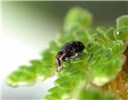 Bio-control agent Stenopelmus rufinasus, a weevil (Coleoptera, beetle) used as a bio-control for A. filiculoides.