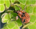 Bio-control agent Stenopelmus rufinasus, a weevil (Coleoptera, beetle) used as a bio-control for A. filiculoides.