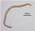 Male Meloidogyne incognita (root-knot nematode); male, full body image.